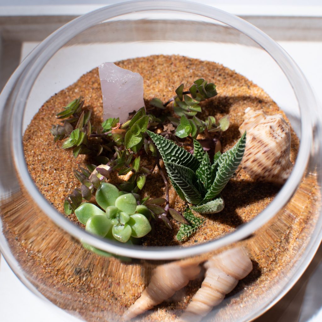 A glass terrarium with succulents, a large seashell, a crystal, and sand inside.