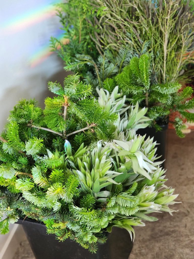 Various potted green plants, including small pine trees and leafy succulent plants, placed on a surface. A faint rainbow reflection can be seen in the background.